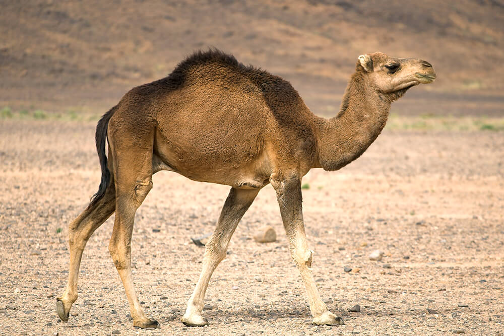 Thuraya