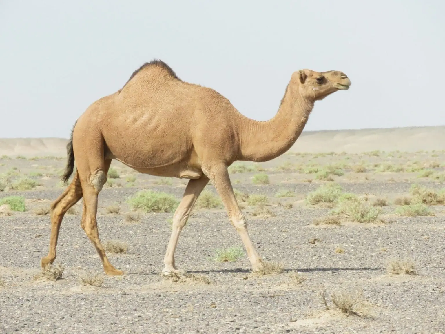 Sahara